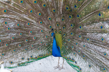 Hermoso pavo real caminando con sus grandes plumas abiertas en forma de abanico - obrazy, fototapety, plakaty