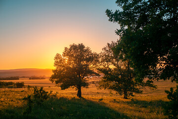 Fototapeta premium Pink sunset, sky and trees in summer.