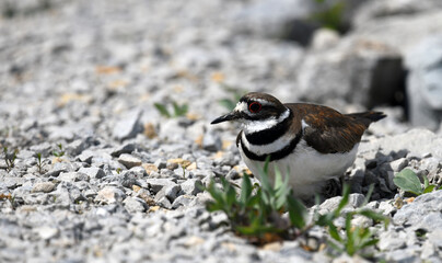 Killdeer guarding or decoying from nest