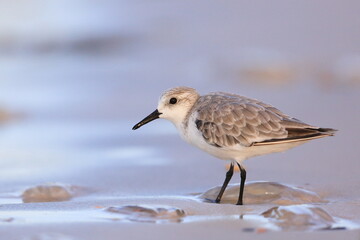 Sanderling, Calidris alba, Saint Andrews Sate Park, Florida, USA