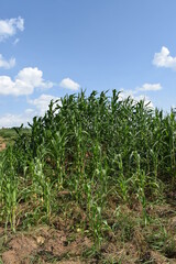 Fototapeta premium Crop growing on top of Ant hill - Kassanda, Uganda