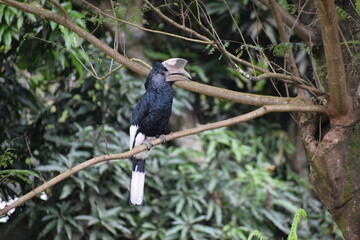 Black and White Casqued Hornbill of Uganda