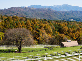 Fall foliage at Makiba Koen park in Yatsugatake Mountains - Yamanashi prefecture, Japan