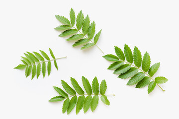 rowan leaves on white background, green leaves