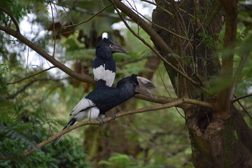 Black and White Casqued Hornbill of Uganda