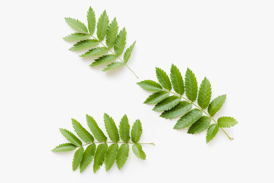 rowan leaves on white background, green leaves