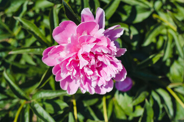 Fototapeta premium pink peonies, flower bed with peonies, pink flowers 