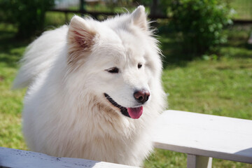 White Samoyed dog in the garden on the green grass. Purebred dog.