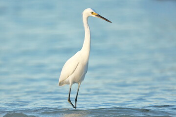 Snowy Egret, Egretta thula, Saint Andrews Sate Park, Florida, USA