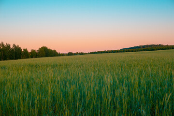 Green field with wheat and sunset.
