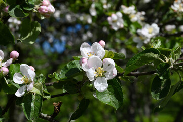 Close-up of white-pink apple blossoms in spring