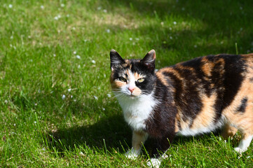 Close up of a calico cat with tri-color coat. © Ivars T.