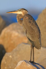 Tricolored heron, Egretta tricolor, Saint Andrews Sate Park, Florida, USA
