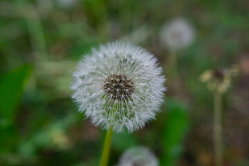 Dandelion in the grass with seeds ready to blow away. Selective focus.  Close up shot
