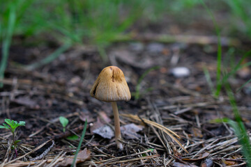 Big forest mushroom with an interesting texture. Fungus close up shot. Natural background. Perfect image for the blog posts. Grey forest toadstool with gill.