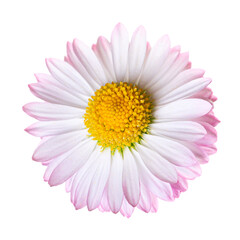 Beautiful pink daisy flower bud isolated on white background
