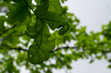 Young leaves of the oak tree. Oak is a tree or shrub in the genus Quercus of the beech family,...
