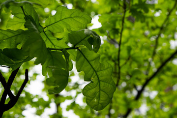 Young leaves of the oak tree. Oak is a tree or shrub in the genus Quercus of the beech family, Fagaceae. Bright green leaves background.