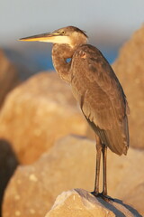 Tricolored heron, Egretta tricolor, Saint Andrews Sate Park, Florida, USA