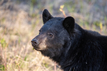 Wild black bear seen in Yukon Territory during spring time after hibernation. Close up face shot of large animal. 