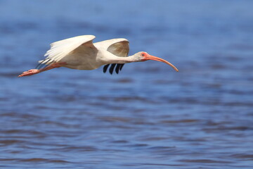 white ibis, Eudocimus albus, J.N. Ding Darling National Wildlife Refuge, Florida, USA