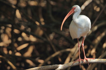White Ibis, Eudocimus albus, J.N. Ding Darling National Wildlife Refuge, Florida, USA