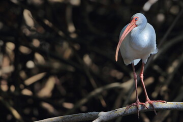 White Ibis, Eudocimus albus, J.N. Ding Darling National Wildlife Refuge, Florida, USA