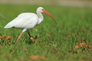 White Ibis, Eudocimus albus, Lake Okeechobee, Florida, USA