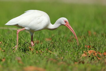 White Ibis, Eudocimus albus, Lake Okeechobee, Florida, USA