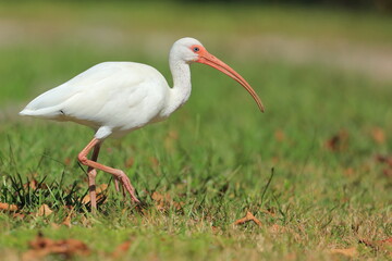 White Ibis, Eudocimus albus, Lake Okeechobee, Florida, USA