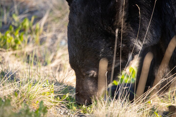 Wild black bear grazing in spring time in natural environment with blurred background. 