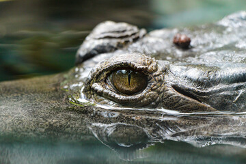 Crocodile eye close up