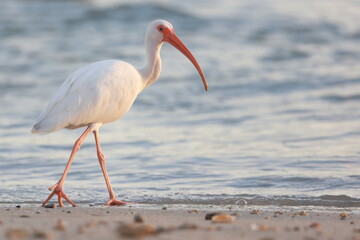 White Ibis, Eudocimus albus, Sebastian Inlet  Sate Park, Florida, USA
