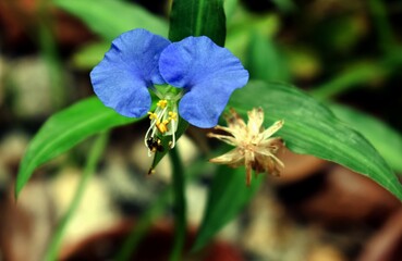 blue iris flower and insect on the tip