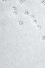 winter background: fresh clean even snow, large snowflakes, cat footprints