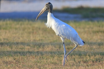 Wood Stork, Mycteria americana, Sebastian Inlet  Sate Park, Florida, USA
