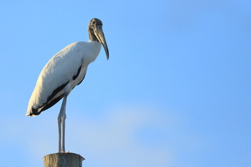 Wood Stork, Mycteria americana, Sebastian Inlet  Sate Park, Florida, USA