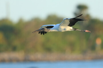 Wood Stork, Mycteria americana, Sebastian Inlet  Sate Park, Florida, USA