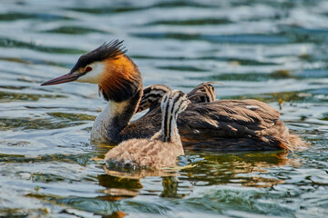 Great crested grebe swimming in the lake next to its chicks