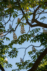 branches of a horse chestnut tree with blossoms against a blue sky - shady part