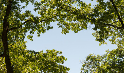 branches against blue sky