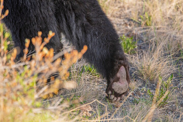 Foot, paw pad of a wild black bear seen in spring time in Yukon Territory. 