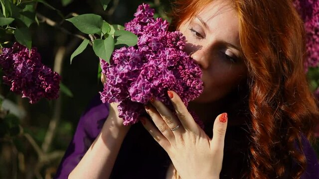 A beautiful young woman with red curly hair and freckels in a purple dress inhales the scent of the lilac bush fragrance in a garden.