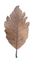 autumn dry dirty old leaf isolated on a white background