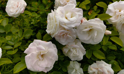 Rose Bengala Rose chinensis Jacq. Bengal rose, China rose, Chinese rose 