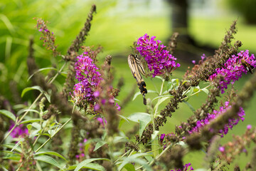 Eastern yellow swallowtail on butterfly bush