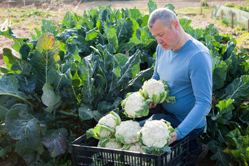 Mature male professional horticulturist sitting with harvest of cauliflower in garden