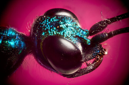 ojon insecto