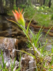 wild flower in canadian rockies