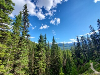 landscape with trees